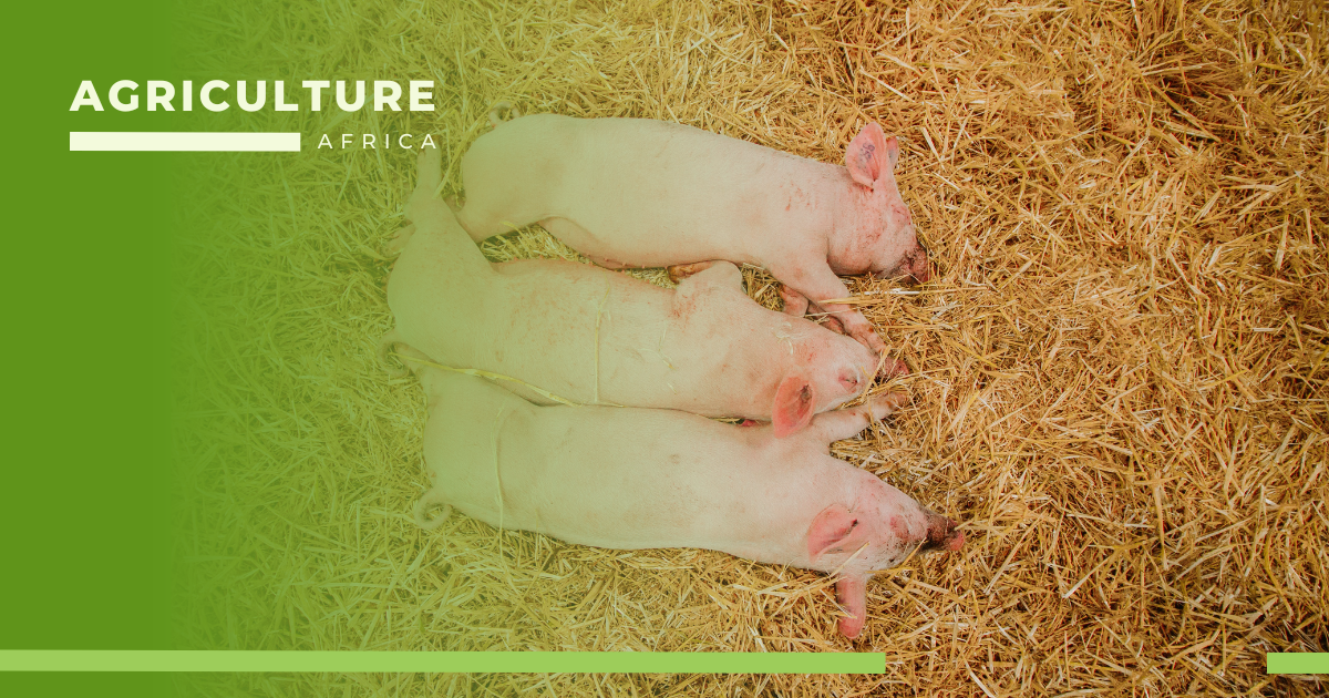 Feeding Requirements for Successful Pig Farming in Africa (1)