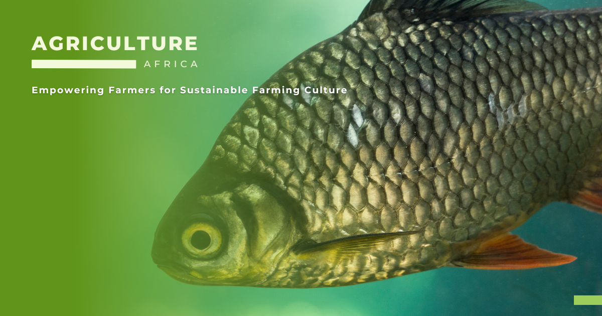 Aquaculture Species Selection and Breeding in Africa