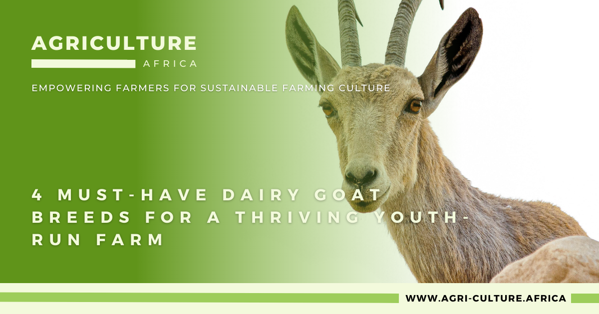 4 Must-Have Dairy Goat Breeds for a Thriving Youth-Run Farm