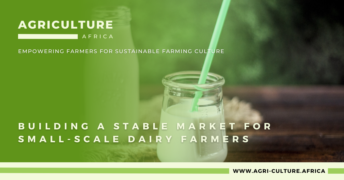Building a Stable Market for Small-Scale Dairy Farmers