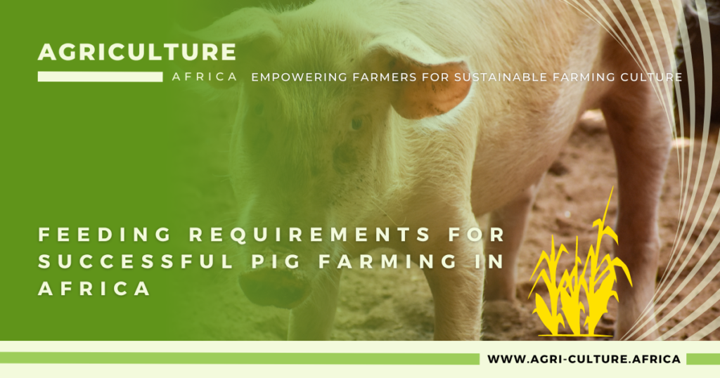 feeding-requirements-for-pigs-for-successful-farming-2022