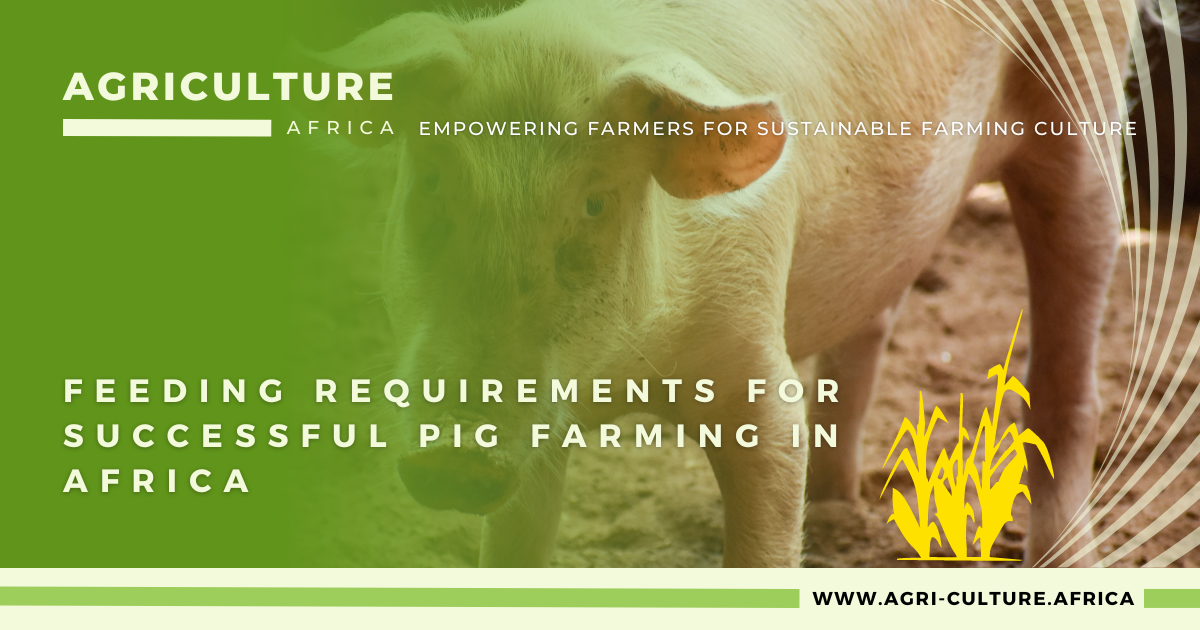 Feeding Requirements for Pigs Farming in Africa