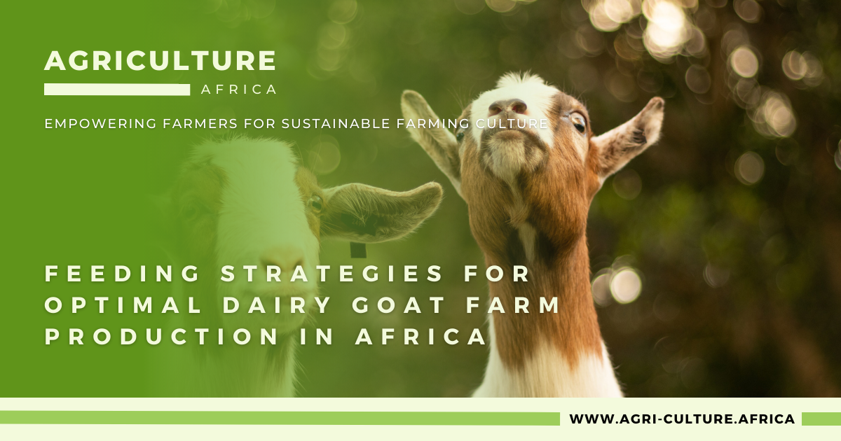 Feeding Strategies for Optimal Dairy Goat Farm Production in Africa