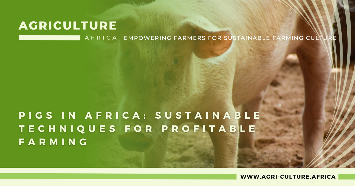 Pig Farming in Africa: Sustainable Techniques for Profitable Farming
