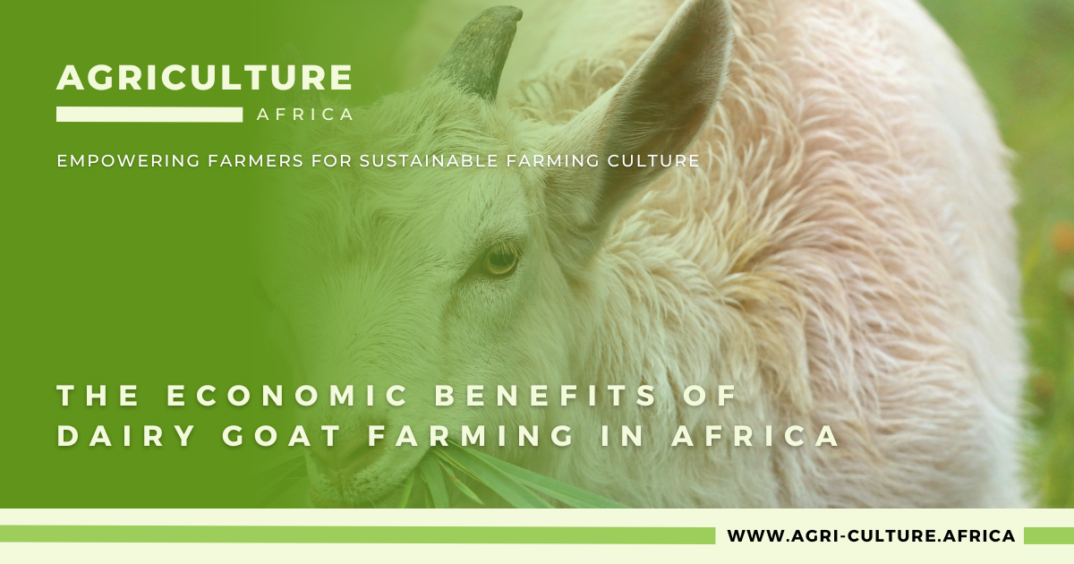 The Economic Benefits of Dairy Goat Farming in Africa