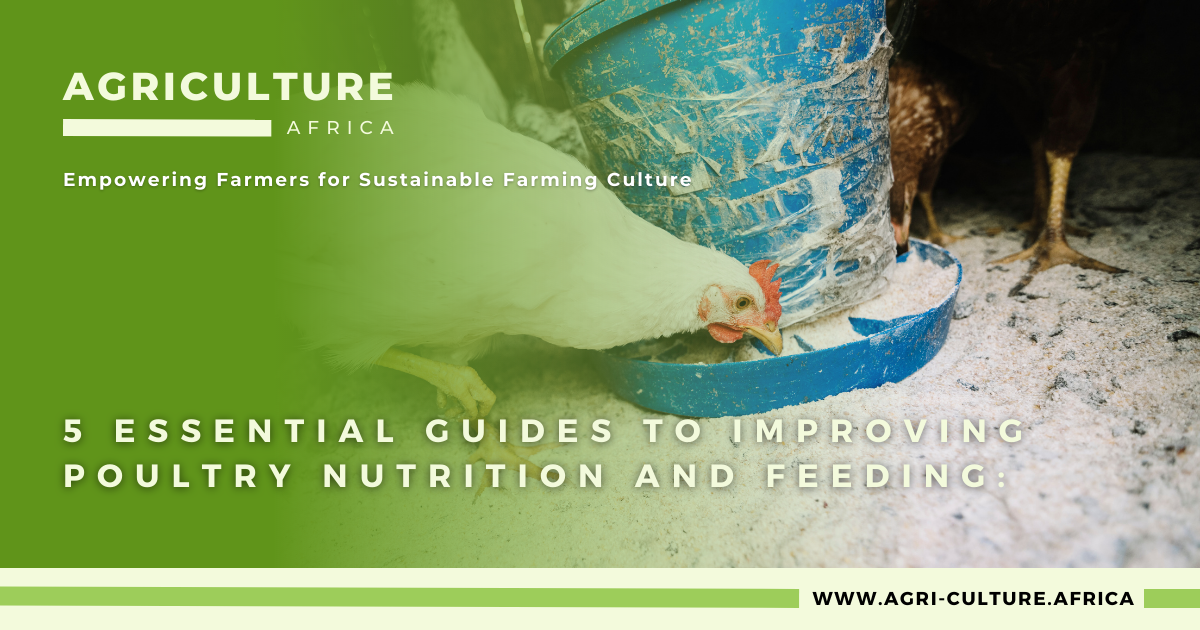 5 Essential Guides to improving Poultry Nutrition and Feeding: