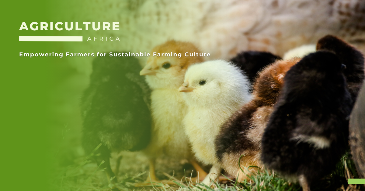 Best Breeding and Rearing Practices for Poultry in Africa: 