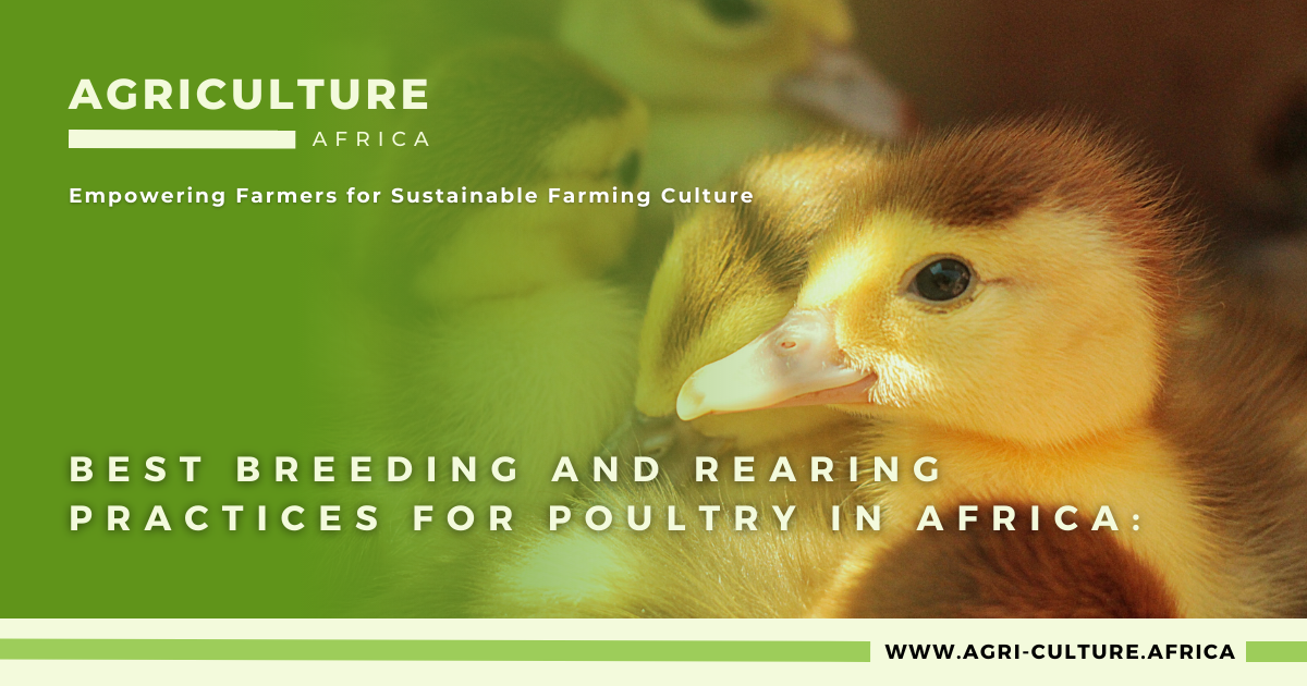 Best Breeding and Rearing Practices for Poultry in Africa: 