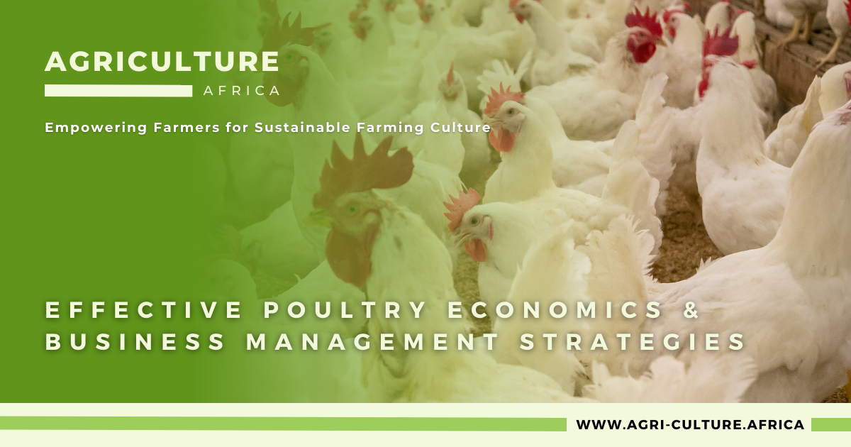 Effective Poultry Economics & Business Management Strategies