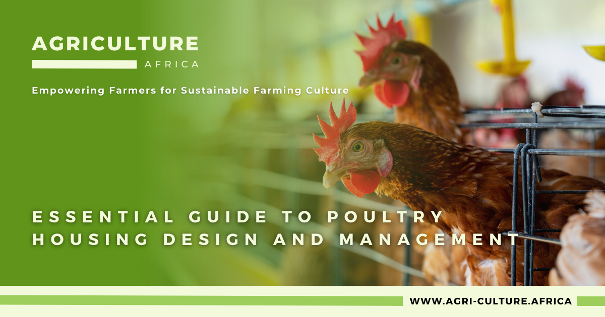 Essential Guide to Poultry Housing Design and Management