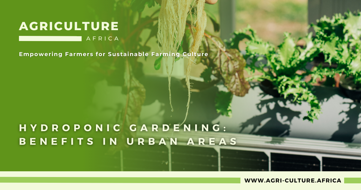 Hydroponic Gardening: 4 great benefits in Urban Areas