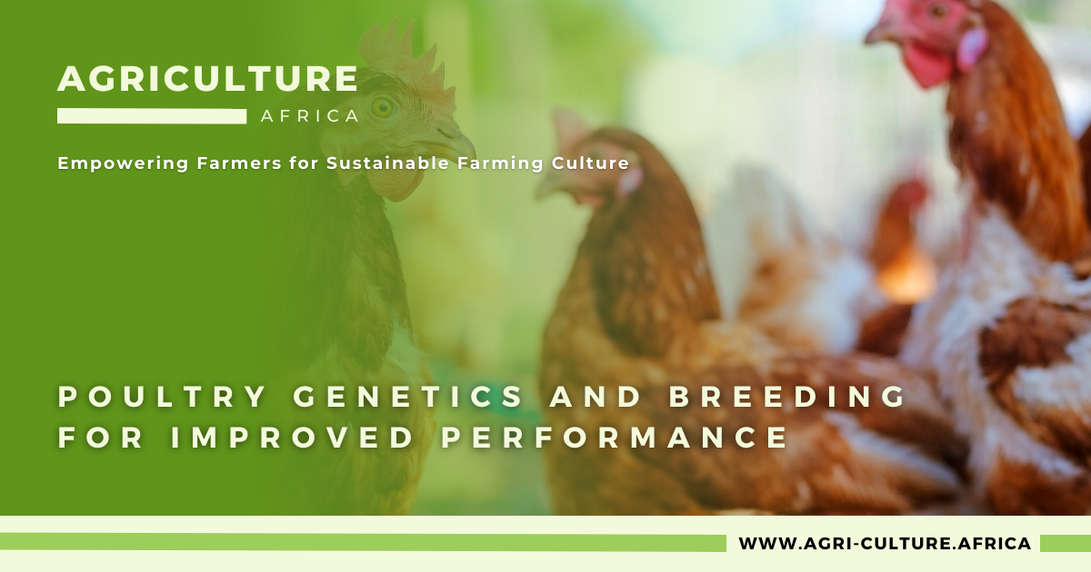 Poultry Genetics and Breeding for Improved Performance