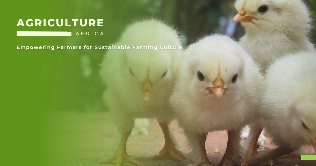 poultry products, marketing, distribution, Africa, target market, differentiation, pricing, distribution channels, regulations