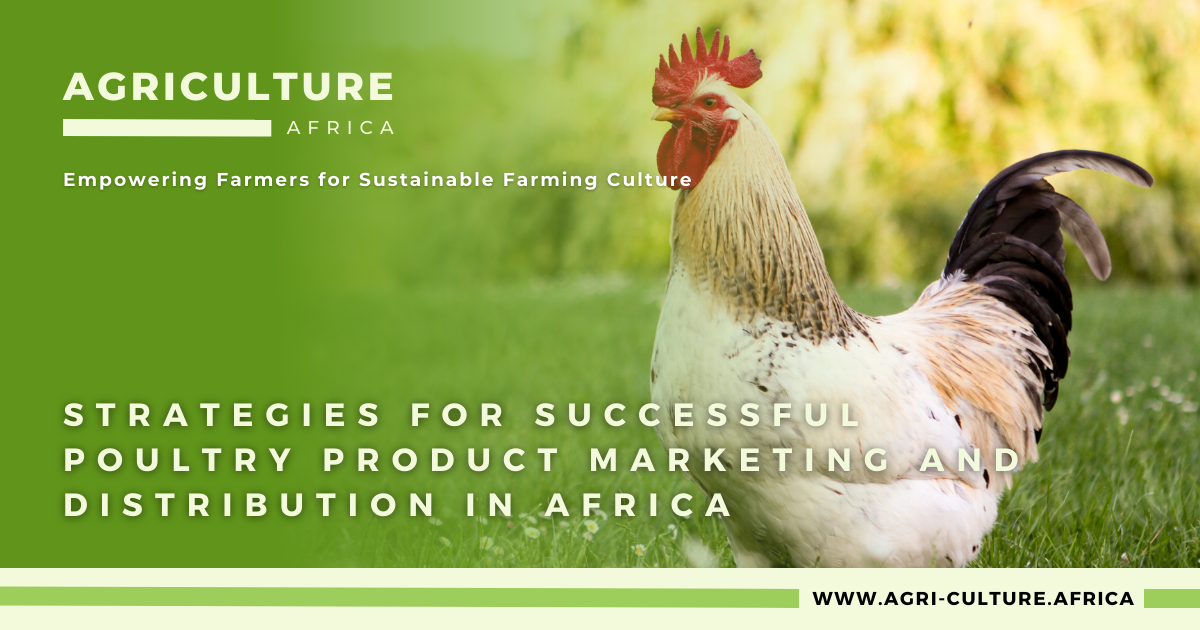 Strategies for Successful Poultry Product Marketing and Distribution in Africa