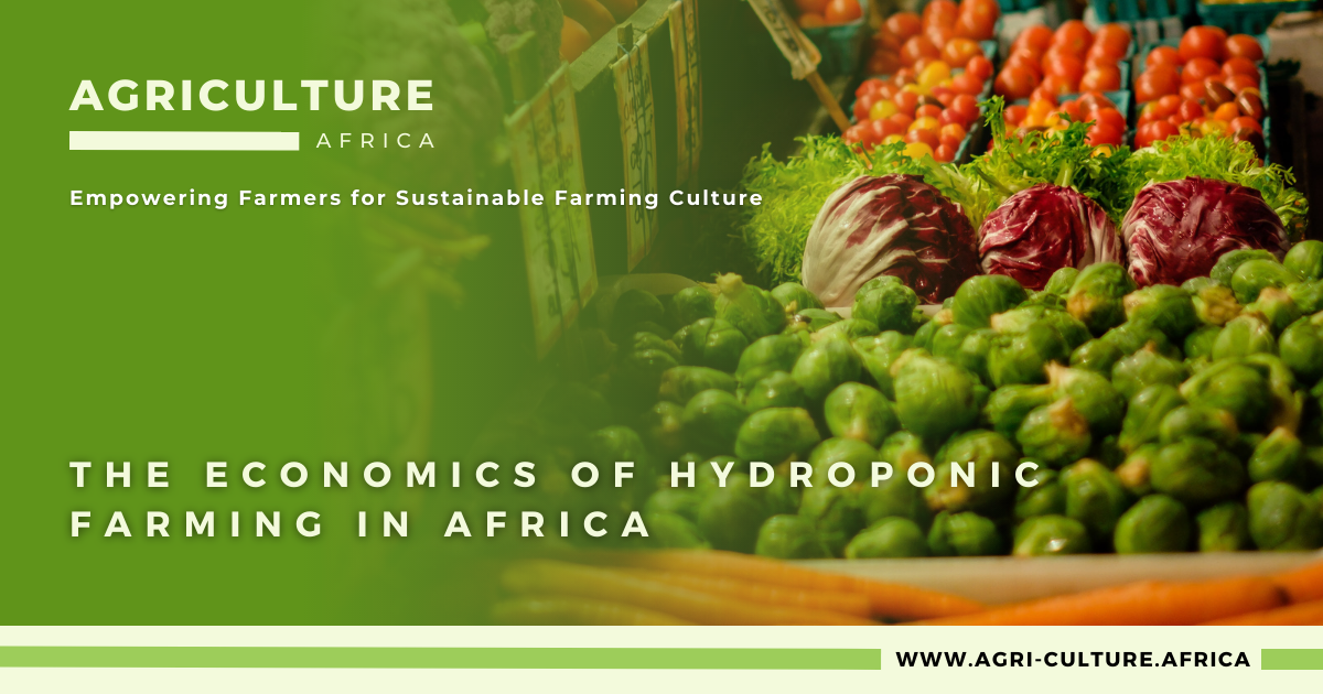 The Economics of Hydroponic Farming in Africa