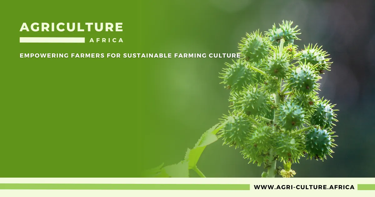 Castor Farming in Kenya: Top 5 Reasons to Start in 2025