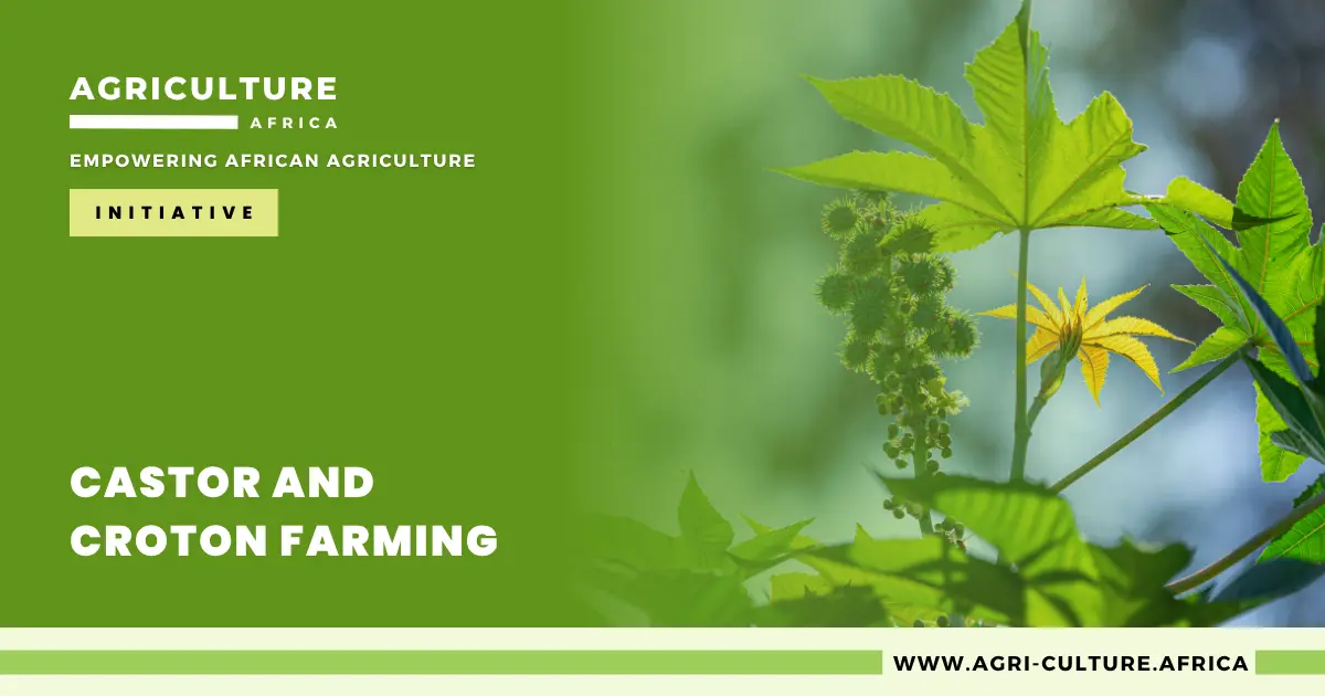 Castor and Croton Farming