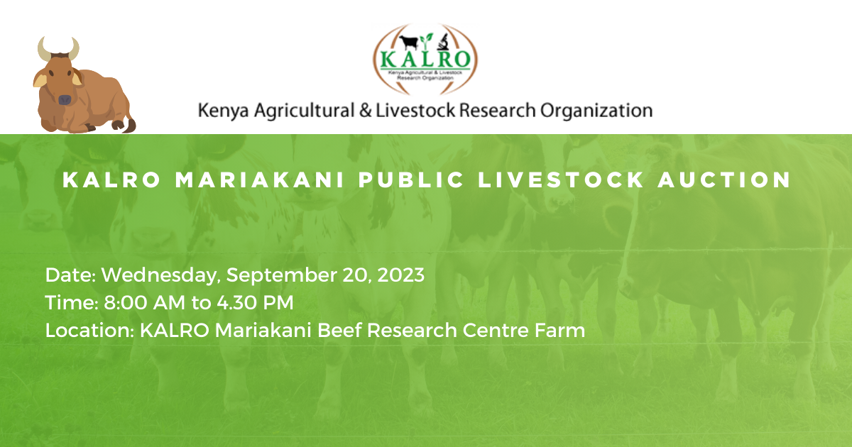KALRO Mariakani Public Livestock Auction