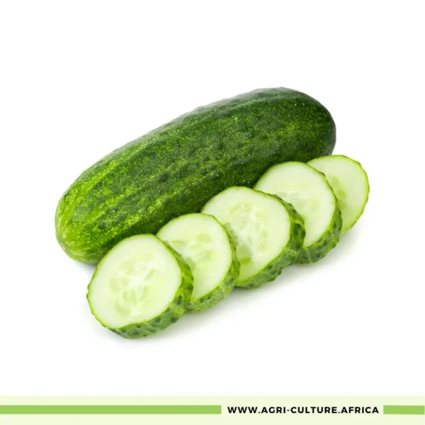 Ashley Cucumber Seeds – High-Yield, Dark Green, Cylindrical Slicing Variety