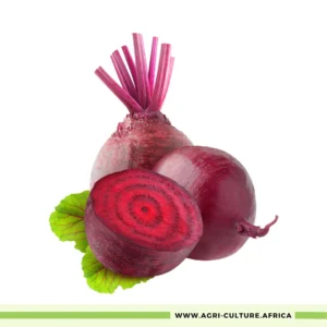 Beetroot Crimson Globe Seeds