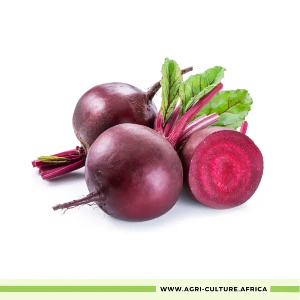 Beetroot Detroit Dark Red Seeds – High-Yield, Heat-Tolerant, Deep Red Globe Variety