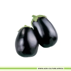 Black Beauty Eggplant Seeds