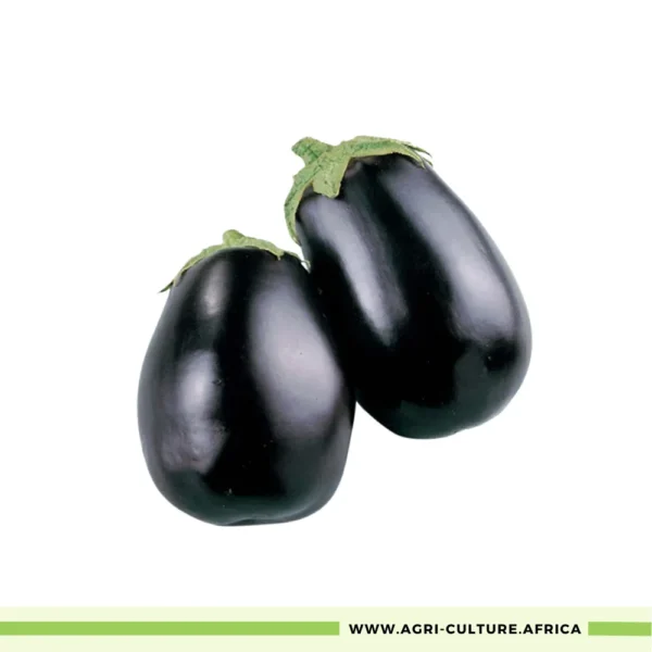 Black Beauty Eggplant Seeds