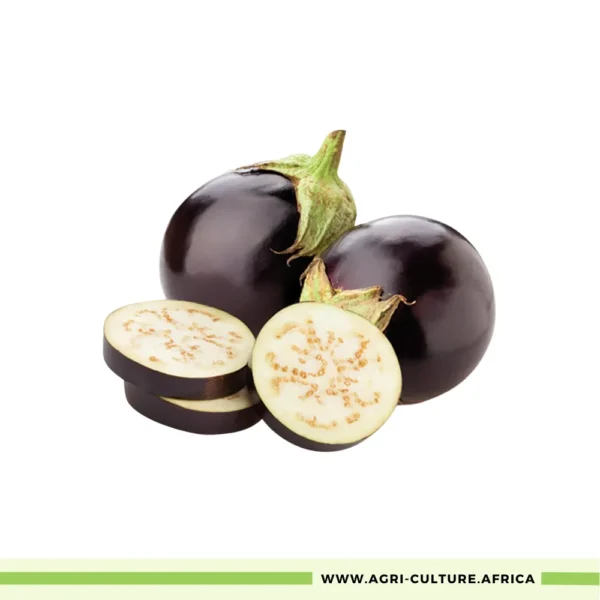 Black Round Eggplant Seeds – High-Yield, Dark Purple, Round Variety