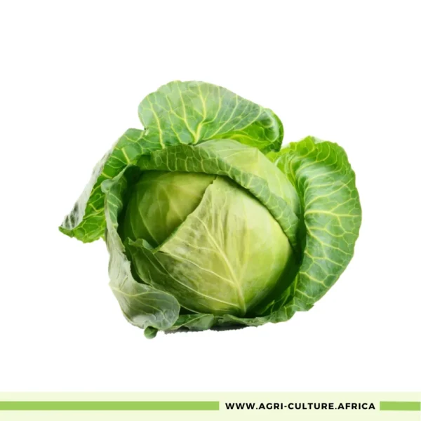 Cabbage Glory of Enkhuizen – A High-Yield, Market-Ready Variety