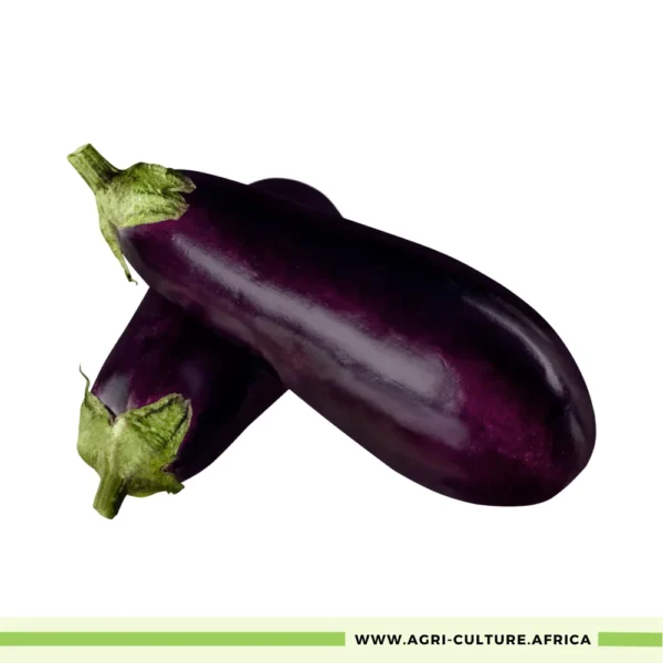 Long Purple Eggplant Seeds