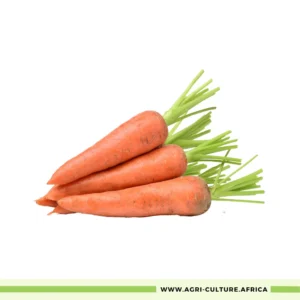 Nantes Carrot Seeds – High-Yield, Sweet, Cylindrical Variety with Deep Orange Color